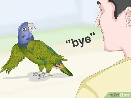 Image titled Teach a Pionus Parrot to Speak Step 8