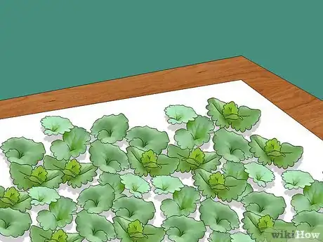 Image titled Harvest Creeping Charlie Step 5