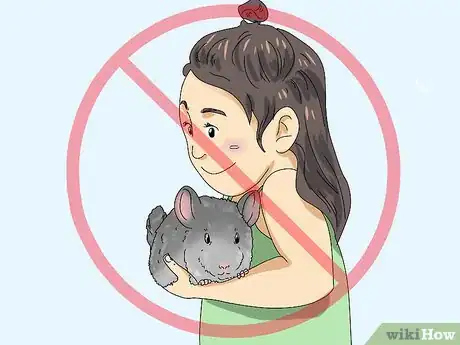 Image titled Manage Fur Slip in Chinchillas Step 4