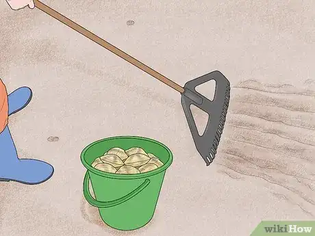 Image titled Rake Manilla Clams or Steamer Clams Step 7