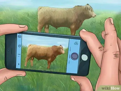 Image titled Identify Gelbvieh Cattle Step 4