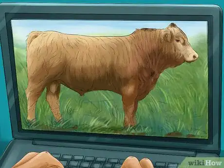 Image titled Identify Gelbvieh Cattle Step 1