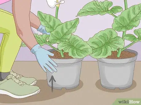 Image titled Grow Giant Calla Lily Step 3