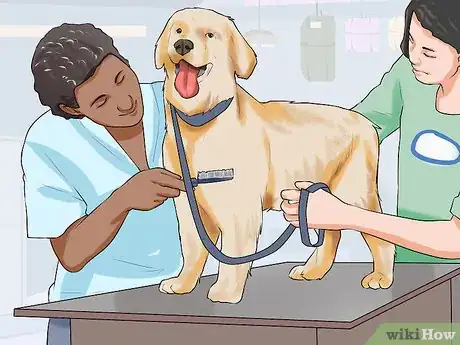 Image titled Groom a Hyper Dog Step 15