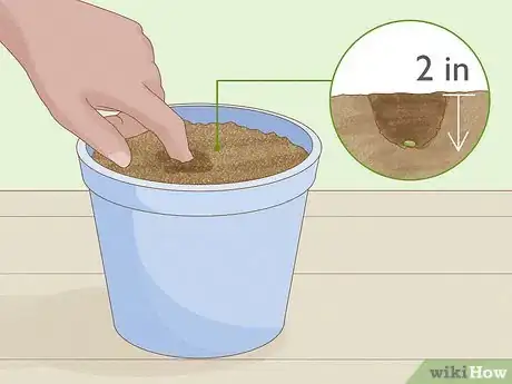 Image titled Grow Licorice Root Step 9