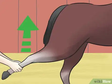 Image titled Care for an Arabian Horse Step 14
