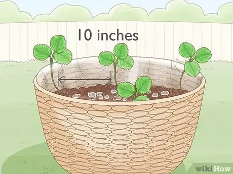 Image titled Grow Strawberries in Hanging Baskets Step 10