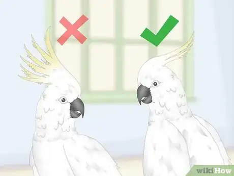 Image titled Choose a Cockatoo Step 6