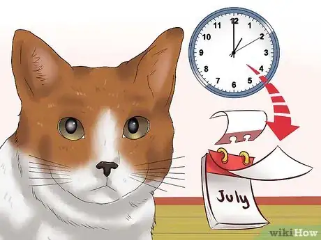 Image titled Diagnose Feline Glaucoma Step 9