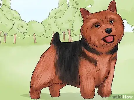 Image titled Identify a Norwich Terrier Step 10