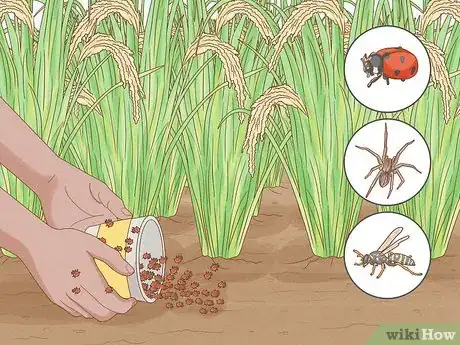 Image titled Control Pests in Rice Step 4