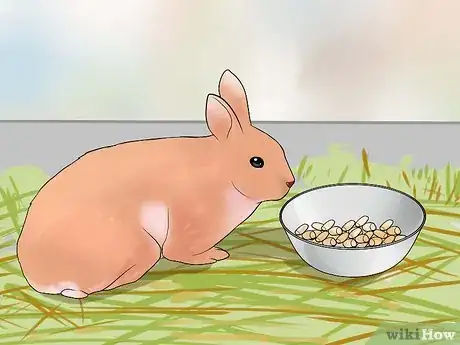 Image titled Care for Palomino Rabbits Step 10