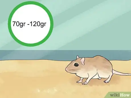 Image titled Care for a Shaw's Jird Step 14