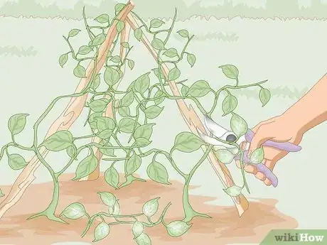 Image titled Kill Thrips Step 8