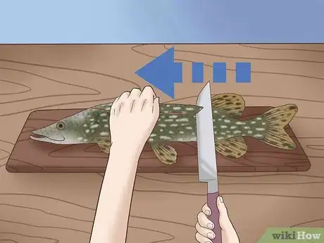 Image titled Clean and Fillet a Northern Pike Step 3