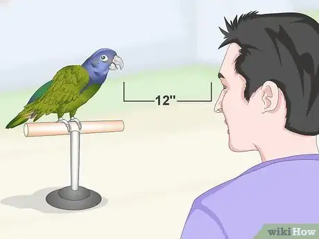 Image titled Teach a Pionus Parrot to Speak Step 9