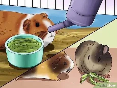 Image titled Know if a Pet Guinea Pig Is Ill Step 4