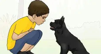 Identify a Cairn Terrier