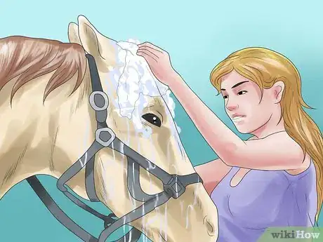 Image titled Prepare for a Horse Show Step 5