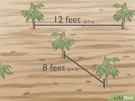 Image titled Grow Pawpaws Step 15