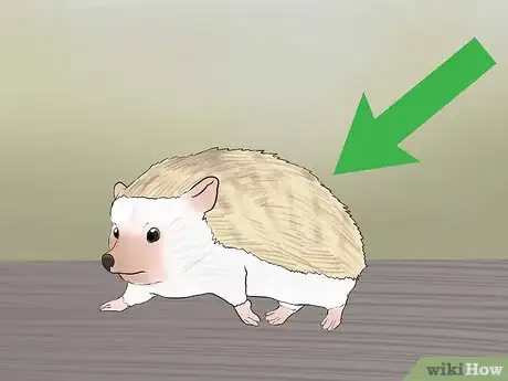 Image titled Buy a Hedgehog Step 13