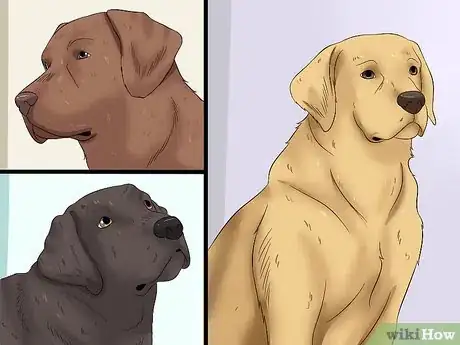 Image titled Select a Labrador Retriever Step 6