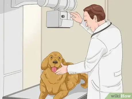 Image titled Manage Obesity in Senior Dogs Step 13