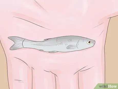 Image titled Catch Yellow Perch Step 3