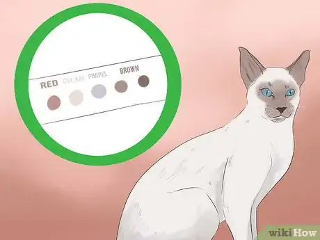 Image titled Identify a Javanese Cat Step 3