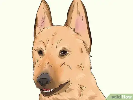 Image titled Identify a Belgian Laekenois Dog Step 2