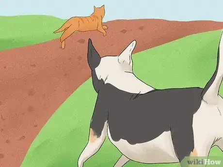 Image titled Identify a Bull Terrier Step 11