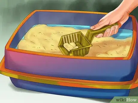 Image titled Diagnose and Treat Feline Toxoplasmosis Step 11