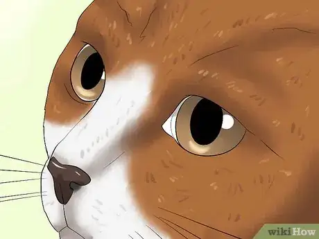 Image titled Diagnose Feline Glaucoma Step 3