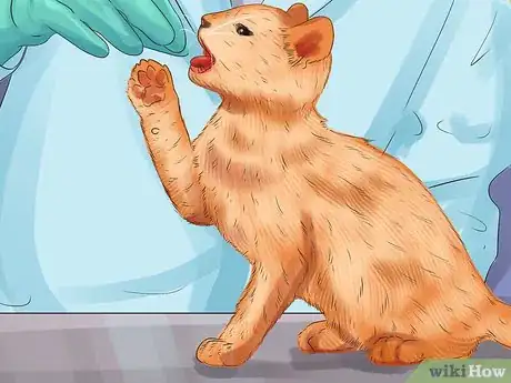 Image titled Diagnose and Treat Periodontitis in Cats Step 6