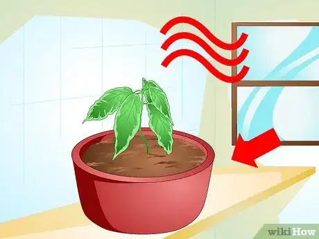 Image titled Grow Chocolate Indoors Step 8