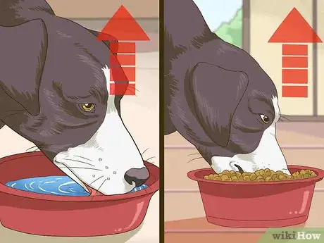 Image titled Manage Obesity in Senior Dogs Step 11