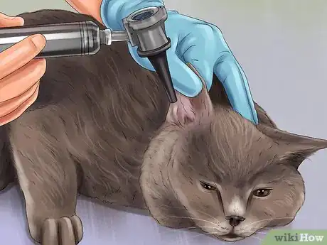 Image titled Diagnose and Treat Ear Infections in Cats Step 7