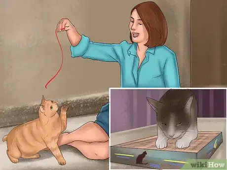 Image titled Care for a Pixiebob Cat Step 9