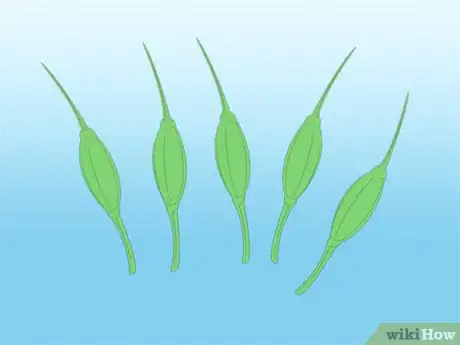 Image titled Propagate Azaleas Step 28