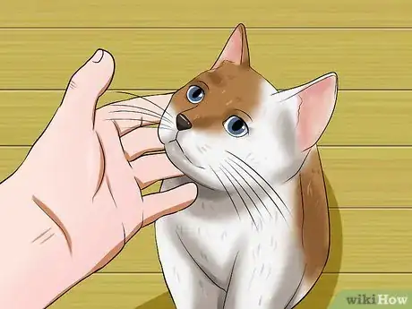 Image titled Help a Cat when No Vets Are Available Step 3