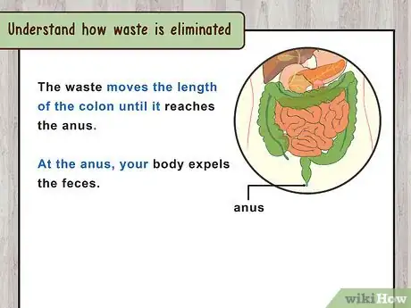 Image titled Study the Physiology of Digestion in the Human Body Step 11