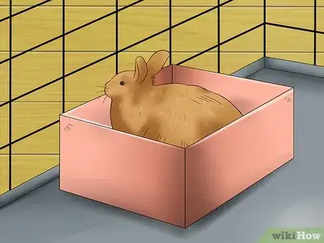 Image titled Care for Satin Angora Rabbits Step 12