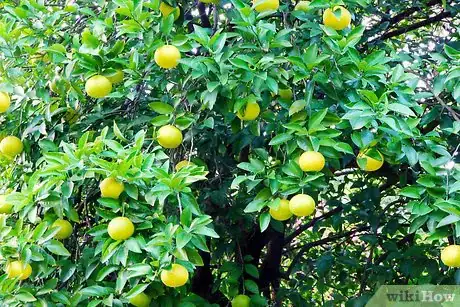 Image titled Maximize the Benefits of Eating Fruit Step 15