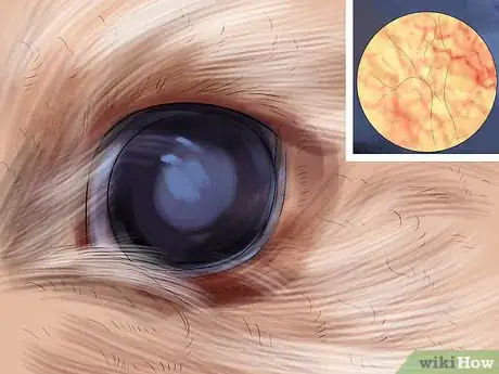 Image titled Choose a Bedlington Terrier Step 8