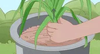 Grow Leeks from Leeks