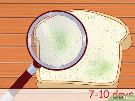 Image titled Make Mold Grow on Bread Step 5