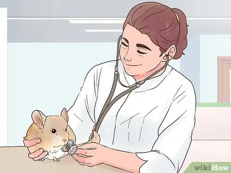 Image titled Diagnose Heart Murmurs in Chinchillas Step 5