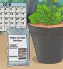 Buy Potted Flowers