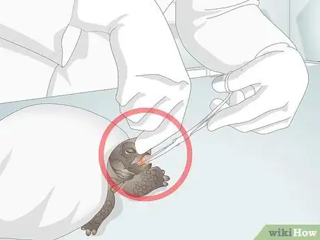 Image titled Treat Stomatitis in Tortoises Step 4