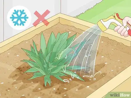 Image titled Grow Agave Plants Step 7